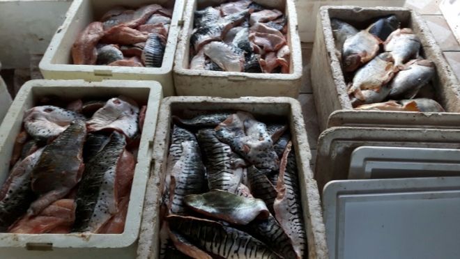 Policiais apreendem mais de uma tonelada de peixes na Piracema