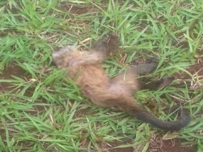 Macaco com suspeita de Febre Amarela é encontrado morto no interior do Estado