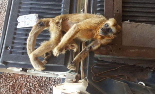 Macaca é encontrada morta em propriedade rural 