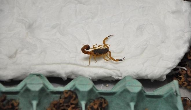 Período de chuva e altas temperaturas aumentam proliferação de escorpiões