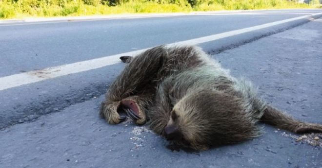 Projeto de obras na MS-178 deve ser readequado para diminuir atropelamentos de animais silvestres