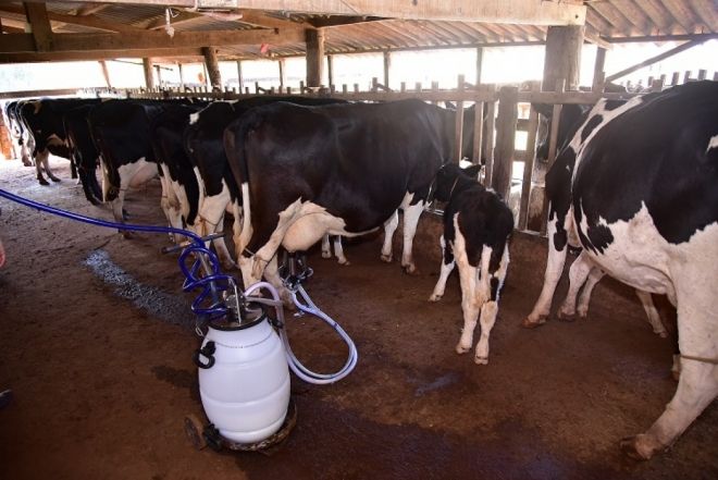 Programa de assistência técnica mantém produtividade leiteira durante a seca