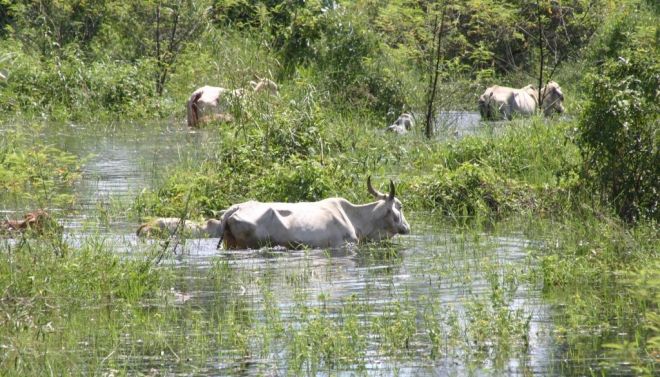 Cheia anormal obriga a retirada urgente do gado da planície pantaneira