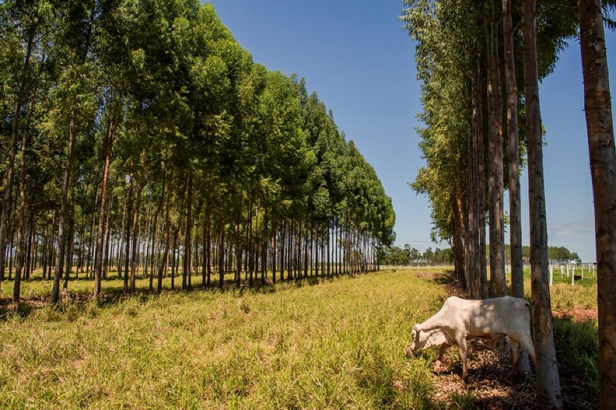 Emissão de carbono na agropecuária será debatido em fórum