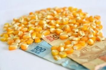Preço do milho aumenta 12,84% em Mato Grosso do Sul