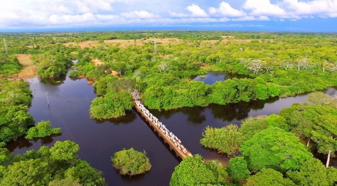 Manutenção de estradas e pontes facilitam retirada do gado do Pantanal