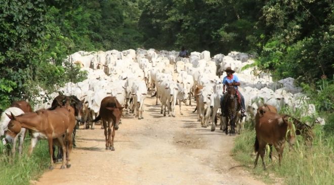Manutenção de estradas e pontes facilitam retirada do gado do Pantanal
