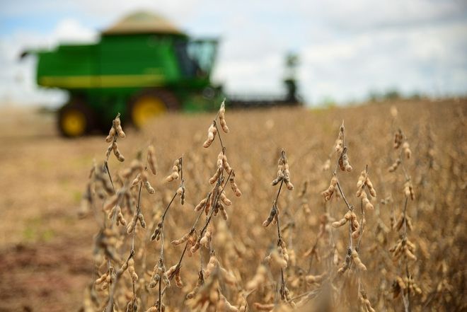 Previsão de colheita da soja aumenta para 9 milhões de toneladas