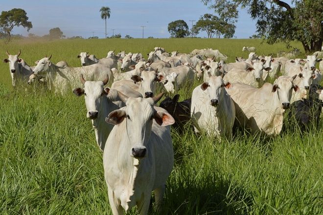 Produção e abate de carne bovina crescem em MS