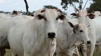 MS ocupa segundo lugar no ranking de abate de gado