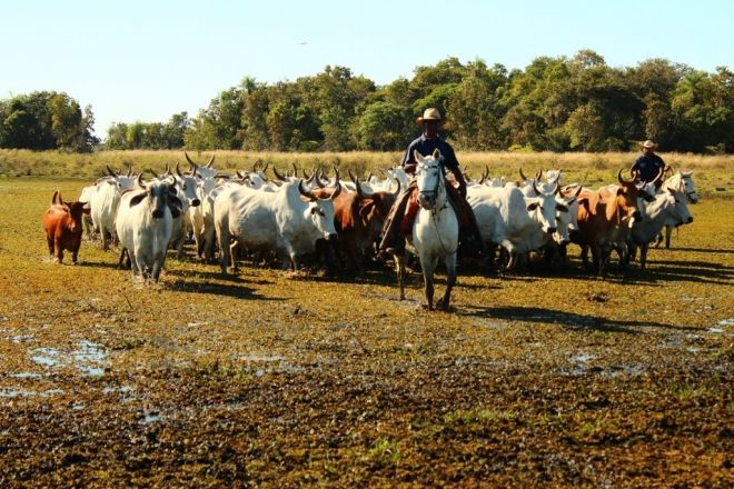 Embrapa recomenda retirada total dos rebanhos do Pantanal 