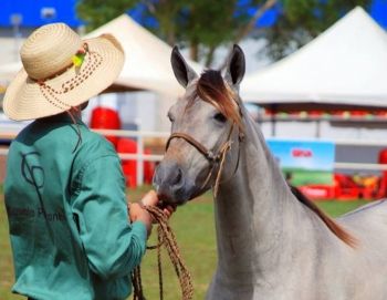 Criadores de Cavalo Pantaneiro levam o melhor da raça para a Expogrande 2018