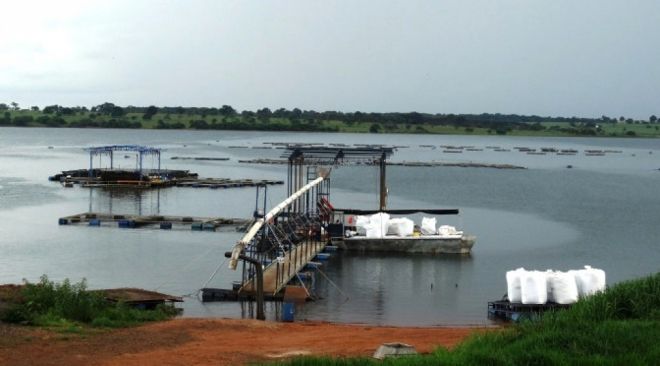 Empresas investem em piscicultura em Aparecida do Taboado