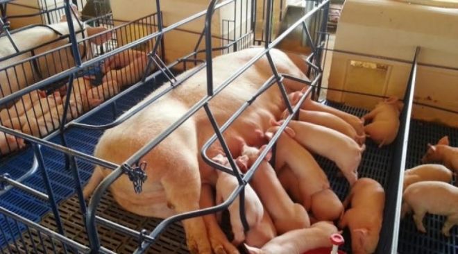 Cooperativa vai ampliar cadeia produtiva de suínos em MS