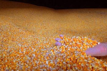Preço do milho aumenta 32% em Mato Grosso do Sul 