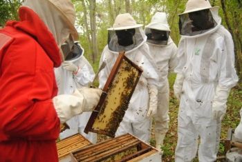 MS é o maior produtor de mel por colmeia do país