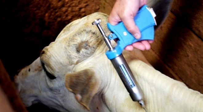 Campanha de vacinação contra aftosa tem meta de imunizar 21 milhões de animais