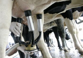 Preço do leite em MS sobe 7,8%
