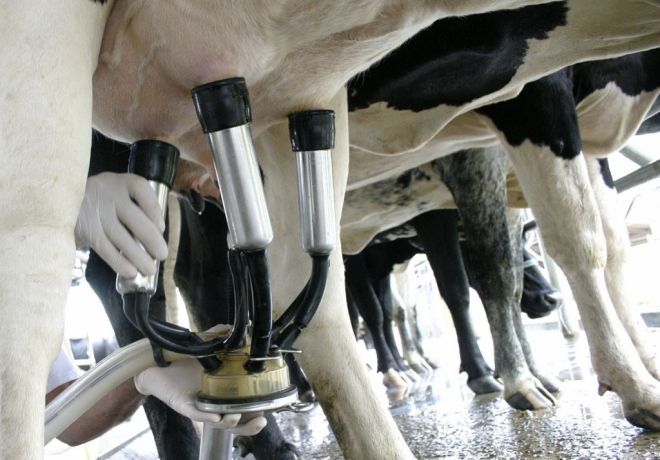 Preço do leite em MS sobe 7,8%