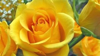 Ação distribui rosas amarelas em Dia das Mães
