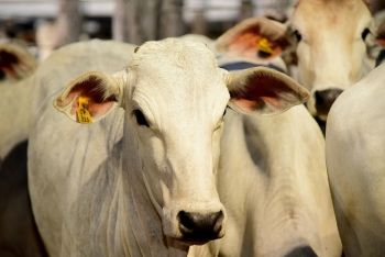 Exportação de carne bovina sul-mato-grossense aumentou 5,6%