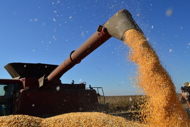  Lançamento da colheita do milho safrinha acontece segunda