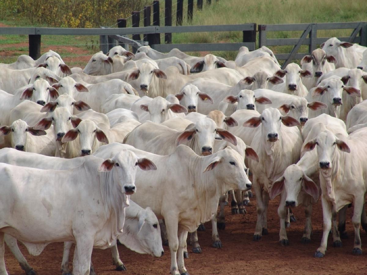 Dia de Campo da Embrapa auxilia pecuaristas para ganhos em produtividade