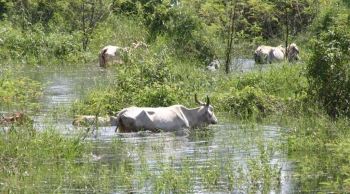 Governo decreta situa&ccedil;&atilde;o de emerg&ecirc;ncia pela cheia no Pantanal