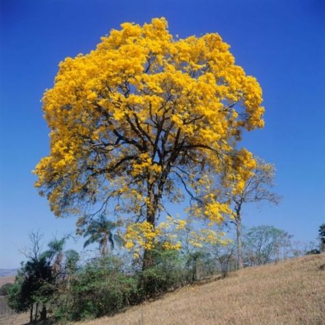 Ipê-Amarelo é declarada a árvore símbolo do Estado