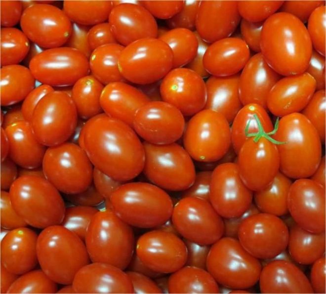 Embrapa cria tomates mais nutritivos e com maior produtividade