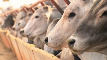 Projeto quer proibir exportação de animais vivos para abate