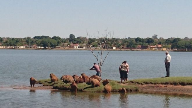 Secretaria de Meio Ambiente alerta sobre risco de se aproximar de animais na Lagoa Maior