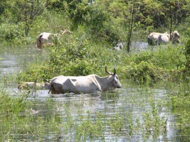 Sistema de monitoramento ajuda a produzir alerta sobre cheia no Pantanal