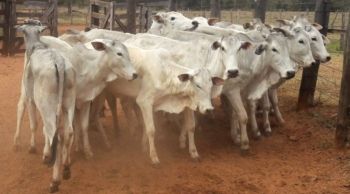 Estado realiza leilão de gado