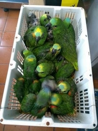 Casal é autuado em R$ 24 mil por tráfico de papagaios em Ivinhema