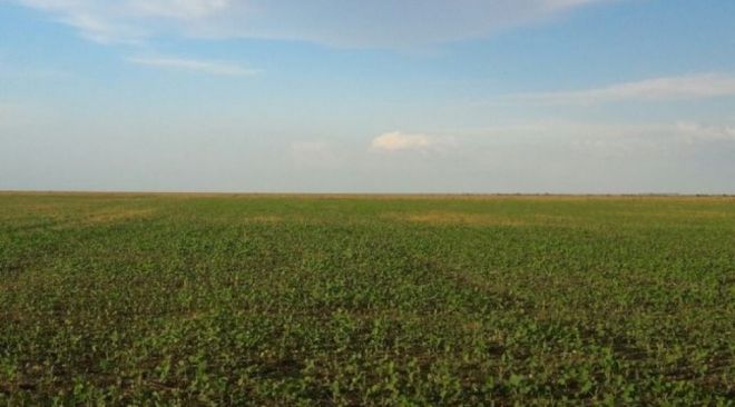 Área plantada de soja aumenta 140 mil hectares e bate recorde no Estado
