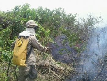 Dezembro já registra aumento de 85% nos incêndios florestais em MS