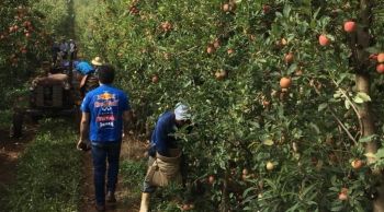 Funtrab recadastra indígenas para trabalhar na colheita de maçã em SC e RS