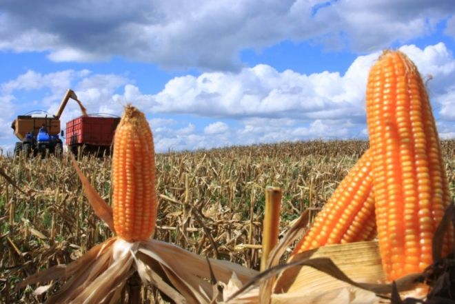 Safra de milho deve atingir 9 milhões de toneladas nesta temporada