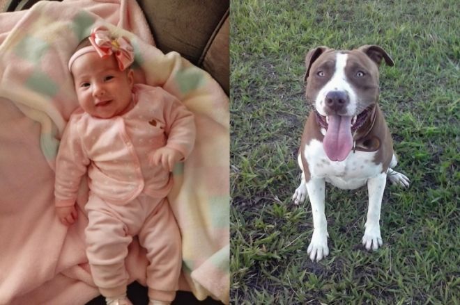 Criança de 8 meses morre após ataque de Pitbull