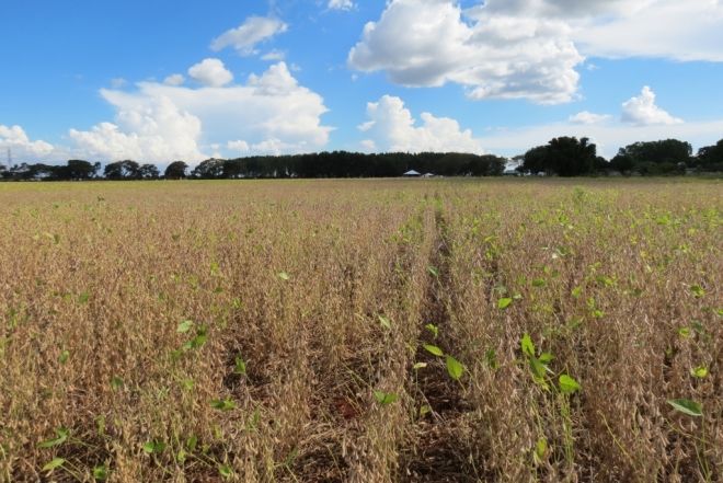 Só em janeiro, tempo seco provoca perda de até 15% na produção de soja em MS