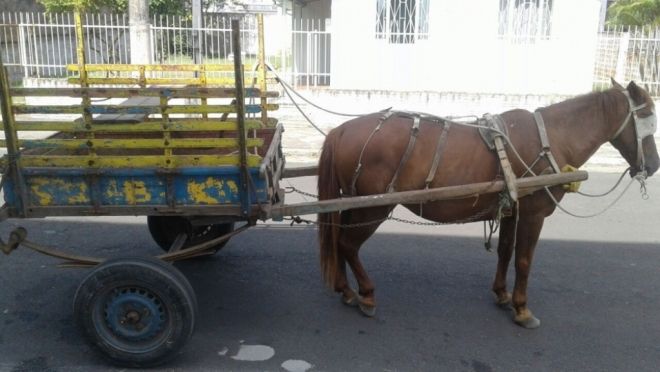Ladrão leva cavalo e carroça no centro de Dourados