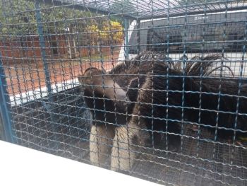 PMA captura tamanduá-bandeira em quintal de residência de Coxim