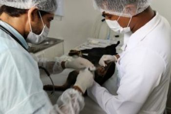 Veterinários estão realizando castração de animais na Vila Piloto