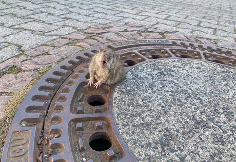 Rata 'gordinha' é salva após ficar entalada em bueiro na Alemanha