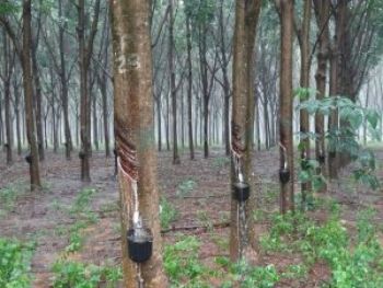 Plantio de seringueira cresce em Mato Grosso do Sul