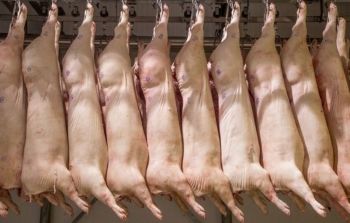 Exportações de carne suína cai 45% em MS no primeiro bimestre