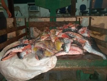 Polícia Militar Ambiental apreende 97 kg de pescado ilegal no Rio Paraguai