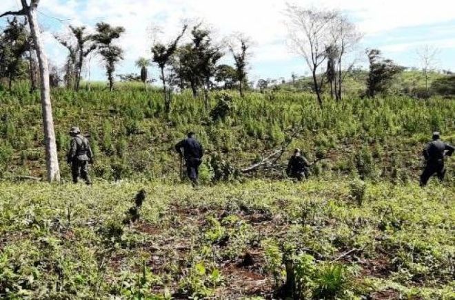 Departamento de polícia destrói plantação de 8,5 hectares de maconha 