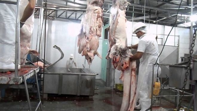 Brasil supera expectativa de exportação de frango e carne Suína em 2019